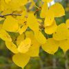 Aspen Quaking #5 - Image 3